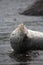 Phoca largha Larga Seal, Spotted Seal