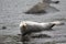 Phoca largha Larga Seal, Spotted Seal