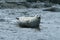 Phoca largha Larga Seal, Spotted Seal