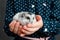 Phodopus sungorus a grey hamster in the hands of a child