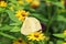 Phoebis philea aka Orange Barred Sulphur butterfly