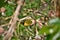 Phoebis philea philea butterfly on coffea sp flower