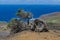 Phoenicean juniper tree Juniperus phoenicea canariensis, with blue sky and Atlantic ocean  background