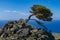 Phoenicean juniper tree Juniperus phoenicea canariensis, with blue sky and Atlantic ocean  background