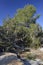 Phoenician Juniper Forest