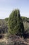 Phoenician juniper tree, Juniperus phoenicea