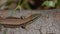 Phoenicolacerta laevis, the Lebanon lizard, is a species of lizard in the family Lacertidae.