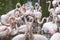 Phoenicopteridae - Flamingo in a flock