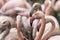 Phoenicopteridae - Flamingo in a flock