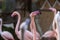 Phoenicopteridae - Flamingo portrait where the eye and long neck are visible. The photo has a nice bokeh with a blurred background