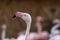 Phoenicopteridae - Flamingo portrait where the eye and long neck are visible. The photo has a nice bokeh with a blurred background