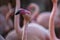 Phoenicopteridae - Flamingo portrait where the eye and long neck are visible. The photo has a nice bokeh with a blurred background