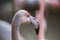 Phoenicopteridae - Flamingo portrait where the eye and long neck are visible. The photo has a nice bokeh with a blurred background