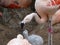 Phoenicopteridae - a young Flamingo chick being fed