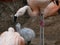 Phoenicopteridae - a young Flamingo chick being fed