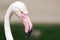 Phoenicopterus roseus / Greater flamingo head details side view