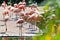 Phoenicopterus roseus / The greater flamingo, zoological garden, Troja district, Prague, Czech republic