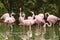 Phoenicopterus roseus, pink flamingo