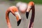 Phoenicopterus ruber ruber, American flamingo, Caribbean Flamingo pair head deatil