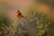 Phoenicurus moussieri - Moussier redstart small passerine bird in Phoenicurus, classified as Muscicapidae