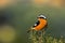 Phoenicurus moussieri - Moussier redstart small passerine bird in Phoenicurus, classified as Muscicapidae