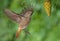 Phoenicurus ochruros redstart flying