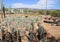 Phoenix,Arizona: Desert Plant Nursery - Baby Saguaro Cacti