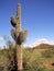 Phoenix cactus