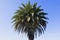 Phoenix canariensis Canary Island date palm