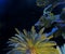 Phoenix Canariensis, the Canary Island Palm and Banana leaf palm tree close up on night sky background.