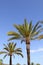 Phoenix canariensis palm trees blue sky