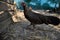 Phoenix chicken walking on the barnyard. Young hen standing alone on traditional rural farm yard