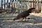 Phoenix chicken walking on the barnyard. Young hen standing alone on traditional rural farm yard