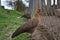 Phoenix chicken walking on the barnyard. Young hen standing alone on traditional rural farm yard