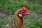 Phoenix chicken walking on the barnyard. Young hen standing alone on traditional rural farm yard