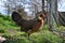 Phoenix chicken walking on the barnyard. Young hen standing alone on traditional rural farm yard