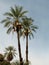 Phoenix dactylifera or date palm trees. Califronia, USA