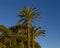 Phoenix dactylifera palm trees and Italian stone pines on a hillside in Camogli, Italy.