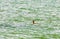 The phoenix headed grebe in Songya Lake