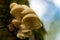 Phoenix Mushroom Latin: Pleurotus pulmonarius on a branch with a bokeh in National Park de Teut - hoge Kempen in Belgium