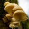 Phoenix Mushroom Latin: Pleurotus pulmonarius on a branch with a bokeh in National Park de Teut - hoge Kempen in Belgium