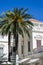 Phoenix palms in front of a building