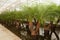 Phoenix palms in a hydroculture plant nursery