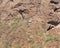 Phoenix police helicopter airlifting a hiker from Camelback Mountain