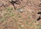 Phoenix police helicopter airlifting a hiker from Camelback Mountain