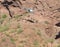 Phoenix police helicopter airlifting a hiker from Camelback Mountain