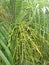 Phoenix Roebelenii Date Palm (Pygmy Date Palm or Miniature Date Palm) with Green Unripe Dates.