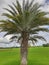 Phoenix sylvestris or silver date palm tree near the rice field