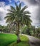 Phoenix sylvestris or silver date palm tree near the rice field