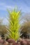 Phoenix/Tempe, Desert Botanical Garden: Dale Chihuly Sculpture - Desert Tower